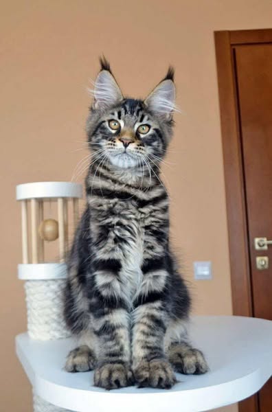 Maine Coon