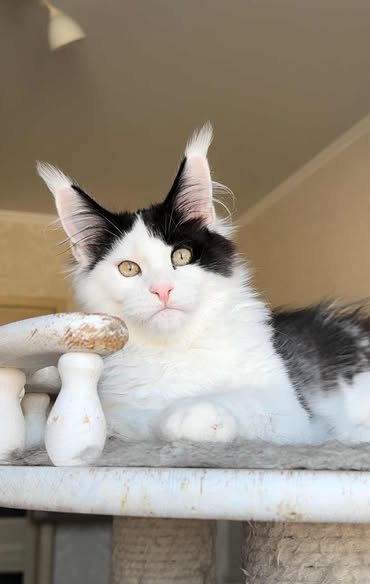 Maine Coon