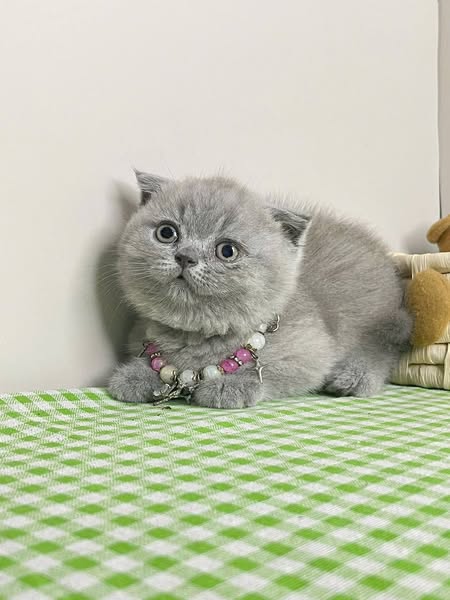 Munchkin Fold