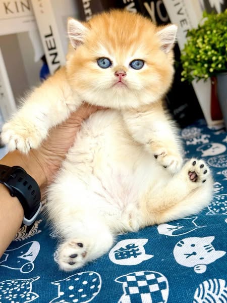 British Shorthair