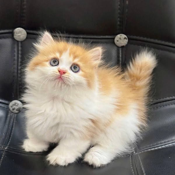 Munchkin Longhair