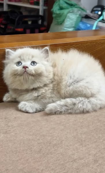 British Longhair