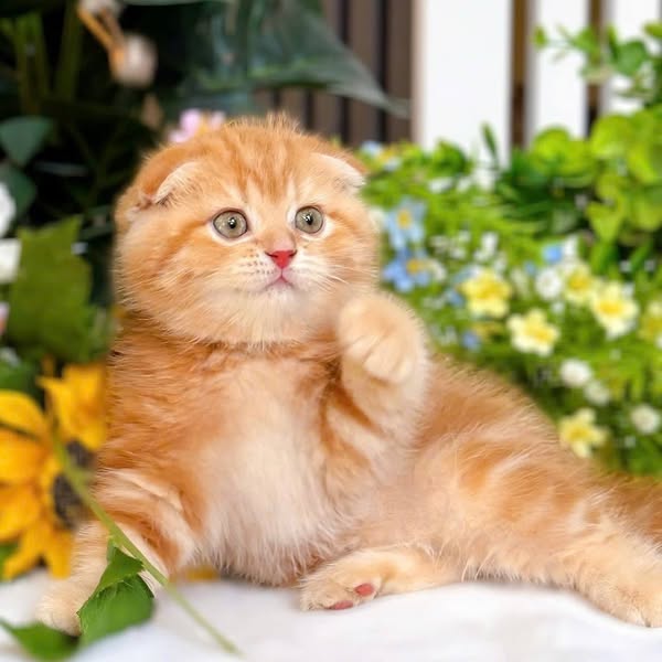 Scottish Fold