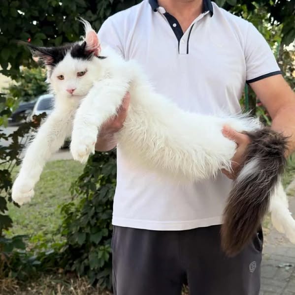Maine Coon