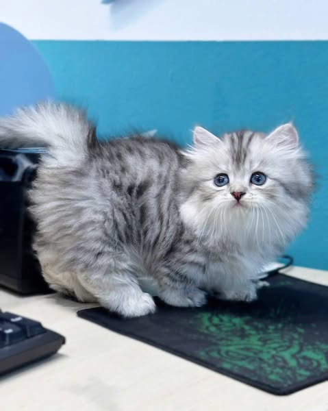 Munchkin Longhair