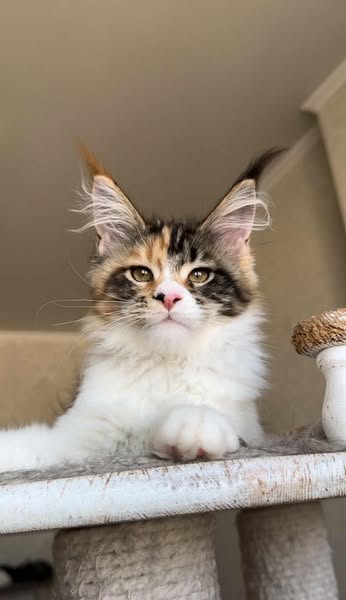 Maine Coon