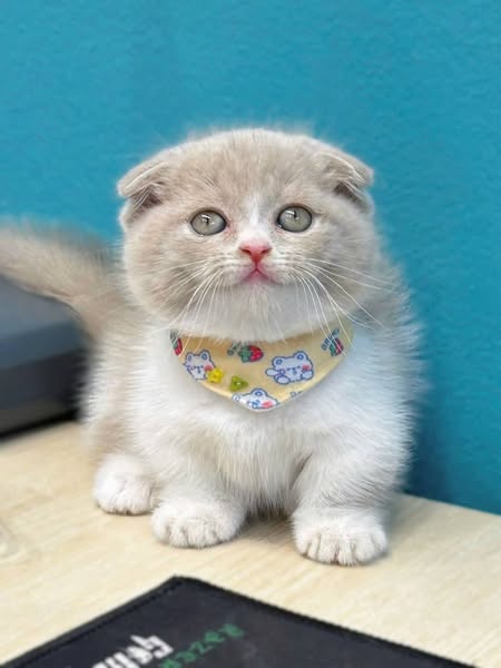 Munchkin Fold