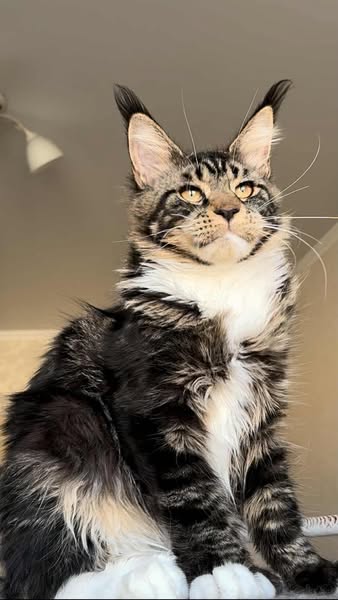 Maine Coon