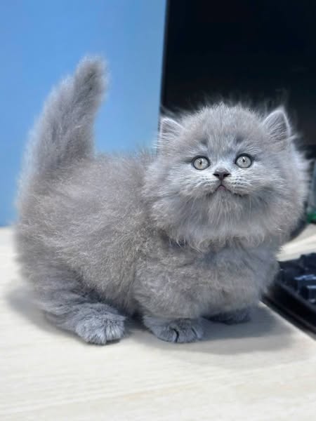 Munchkin Longhair
