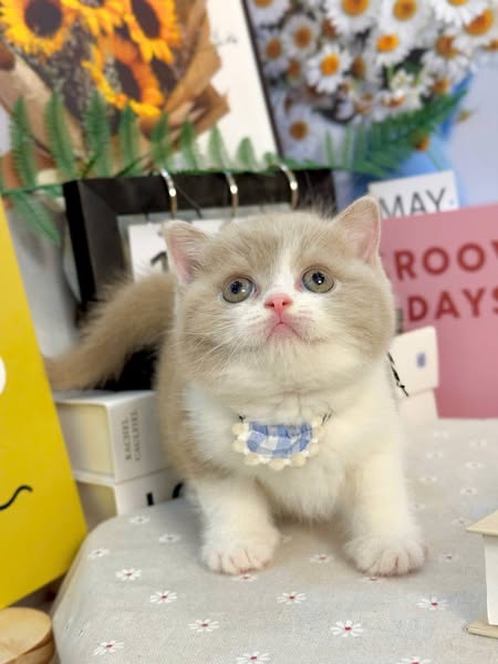 British Shorthair