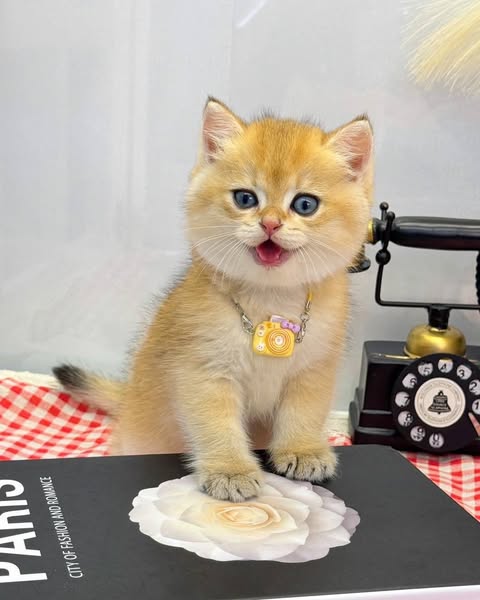 British Shorthair