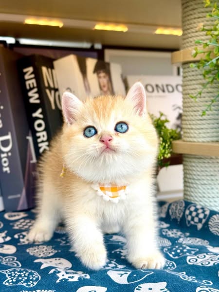 British Shorthair