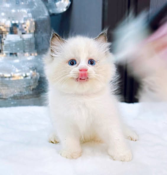Ragdoll