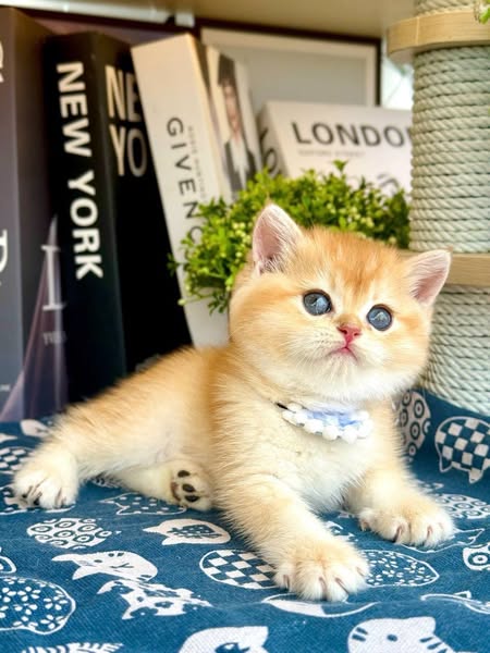 British Shorthair