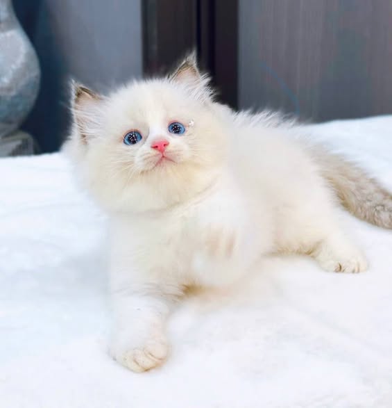 Ragdoll