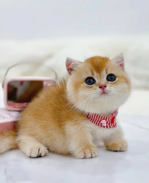 Munchkin Fold