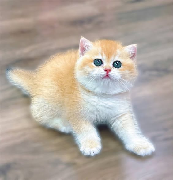 British Shorthair