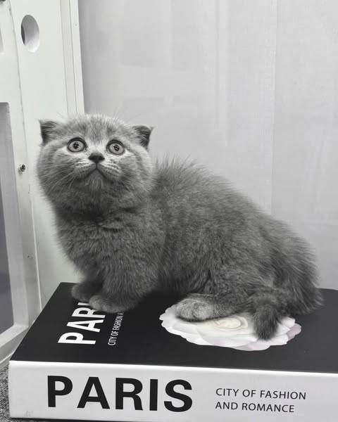 Munchkin Fold