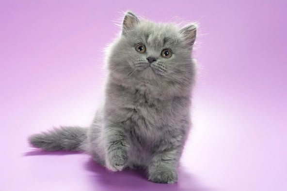 British Longhair