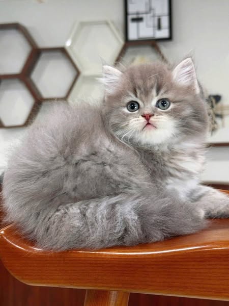 British Longhair
