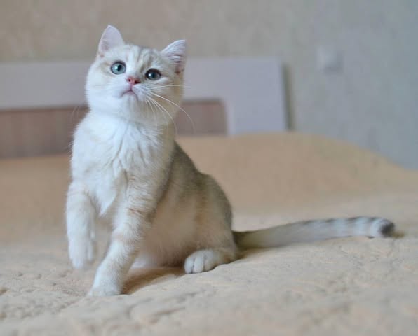 British Shorthair