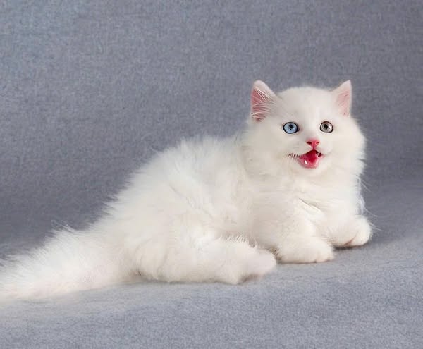 Munchkin Longhair