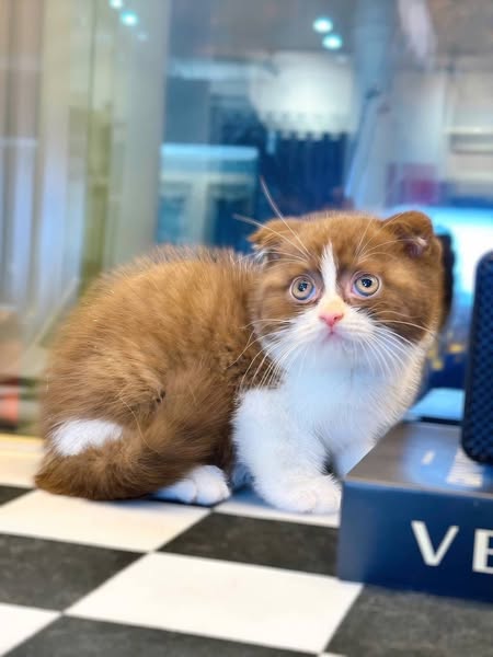 Scottish Fold