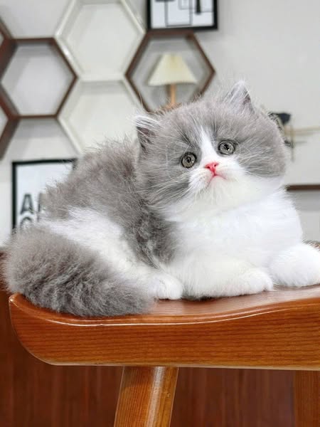 British Longhair