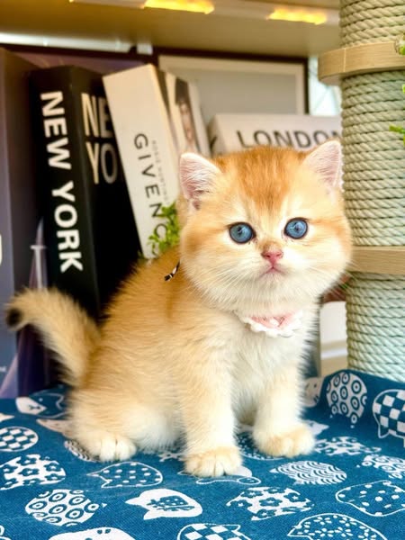 British Shorthair