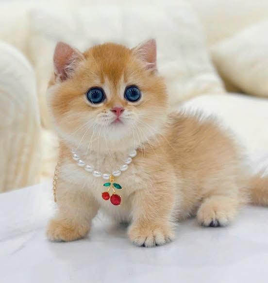 Munchkin