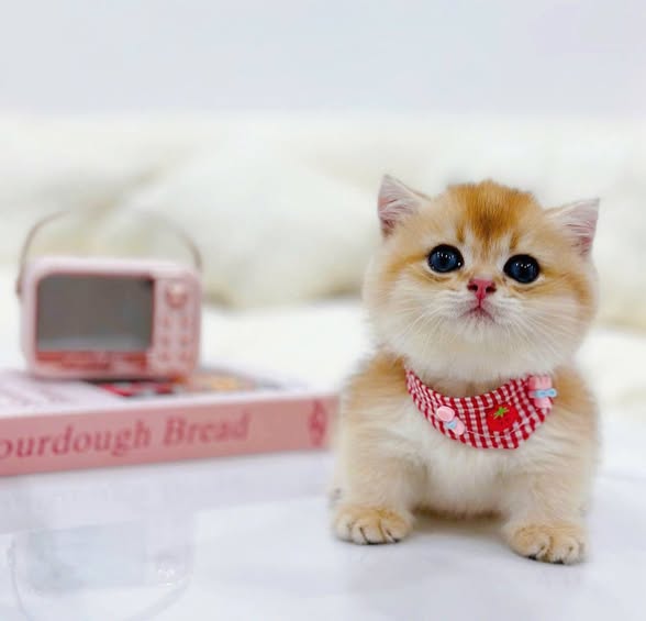 Munchkin Fold