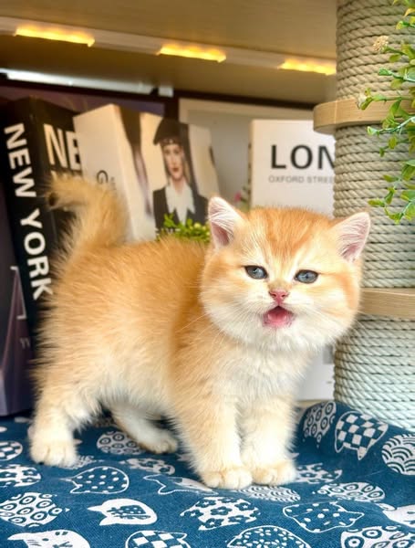 British Shorthair