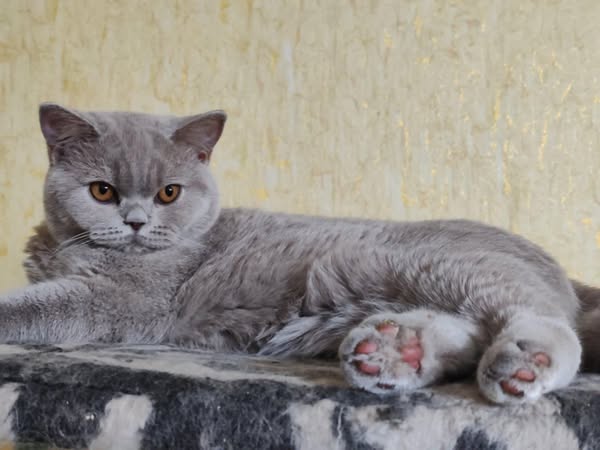 British Shorthair