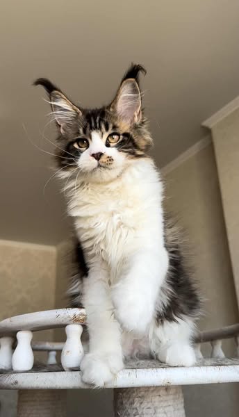 Maine Coon