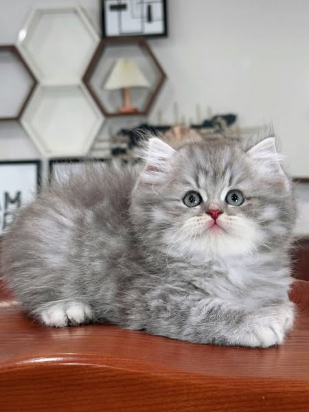 British Longhair