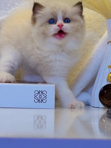 Ragdoll
