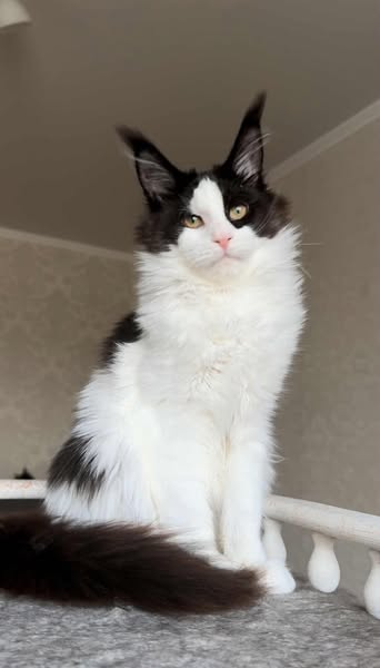 Maine Coon