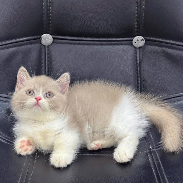 Munchkin