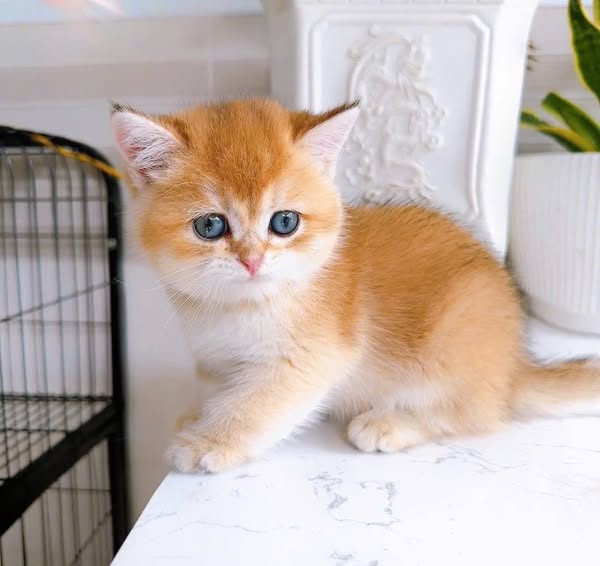 British Shorthair