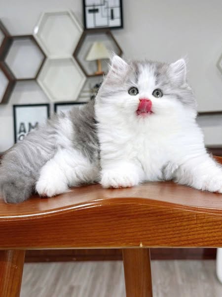 British Longhair