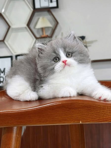 British Longhair