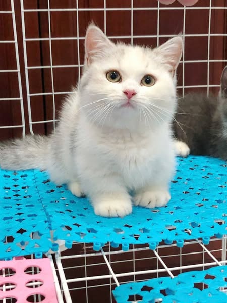 Munchkin