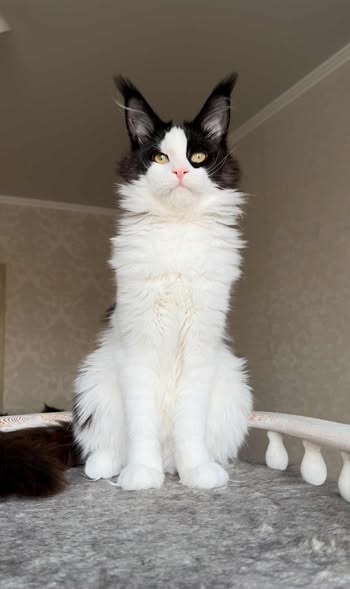 Maine Coon