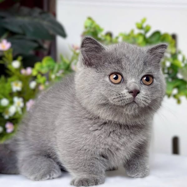 Munchkin Fold