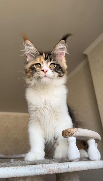 Maine Coon