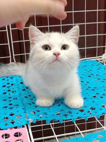 Munchkin