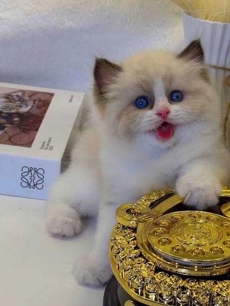 Ragdoll
