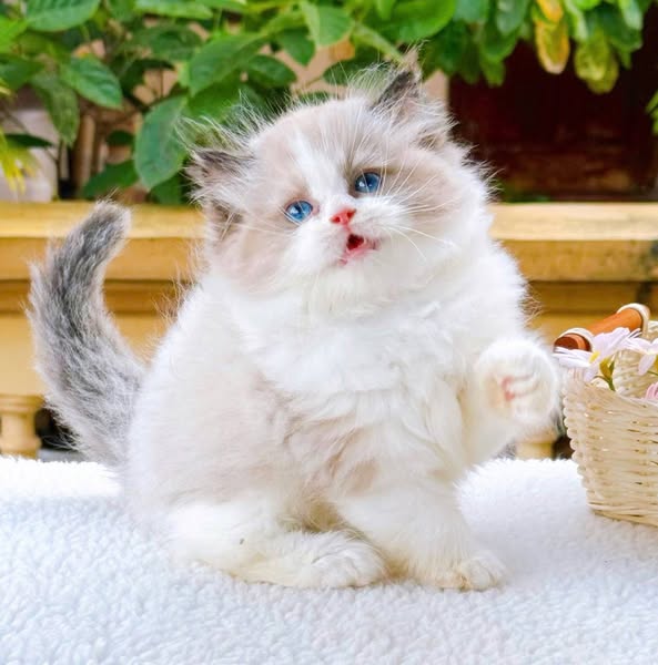 Ragdoll