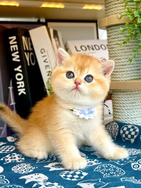 British Shorthair