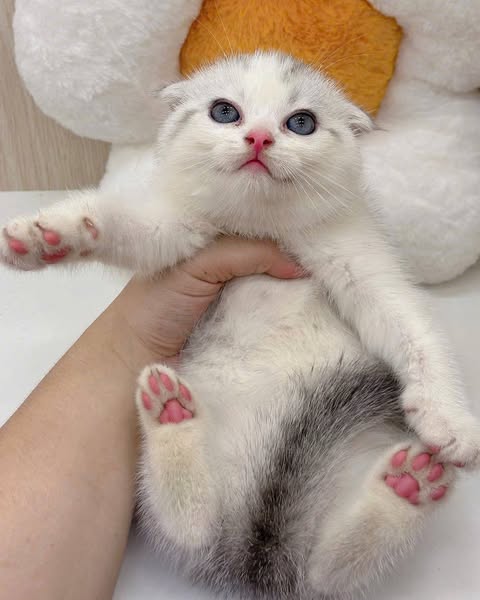 Scottish Fold